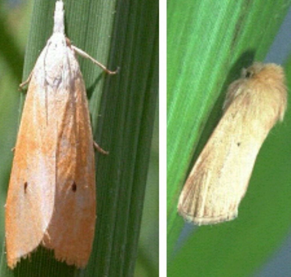 ধানে মাজরা পোকা  দমন ব্যবস্থা