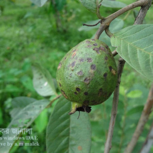 পেয়ারার স্ক্যাব রোগ