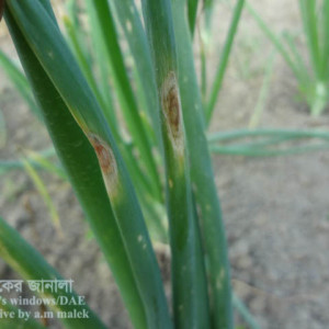 পেঁয়াজের পার্পল ব্লচ রোগ
