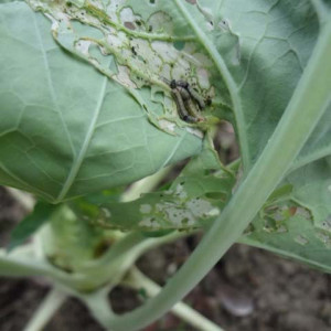 ওলকপির টোবাকো ক্যাটারপিলার পোকা