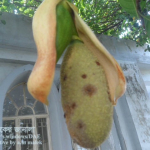 কাঁঠালের মুচি পঁচা রোগ