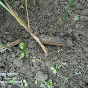 আখের উঁইপোকা