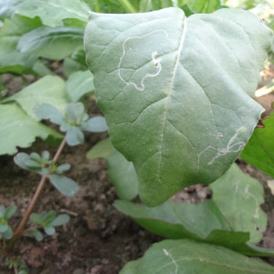 পালংশাকের পাতা সুড়ঙ্গকারী পোকা