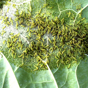 শিমের টোবাকো ক্যাটারপিলার পোকা