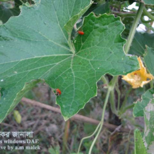 রেড পামকিন বিটল