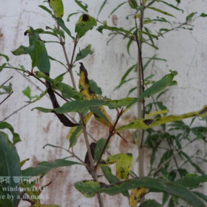 ডালিমের ব্যাকটেরিয়াল ব্লাইট রোগ